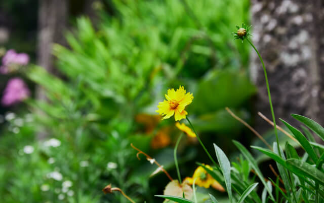 Local flora and fauna